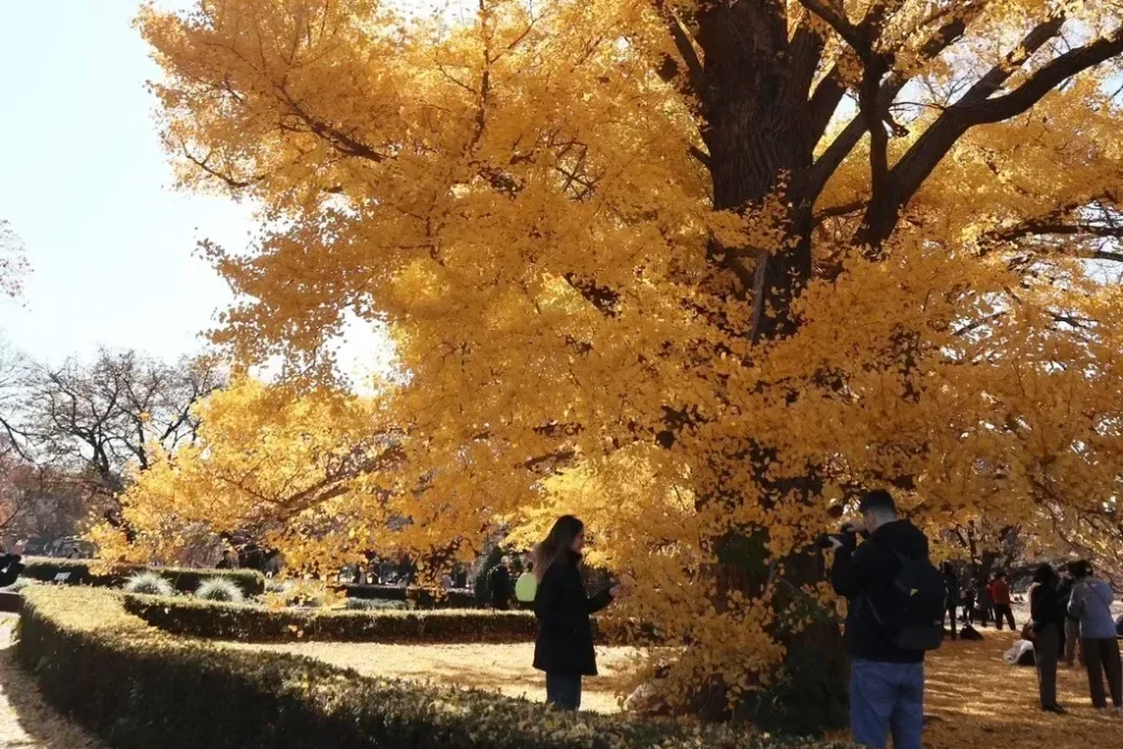 Large ginkgo tree with golden autumn leaves in Shinjuku Gyoen