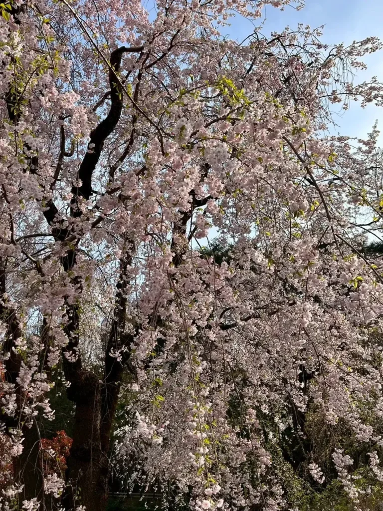 Large weeping cherry tree covered in pale pink blossoms in Shinjuku Gyoen