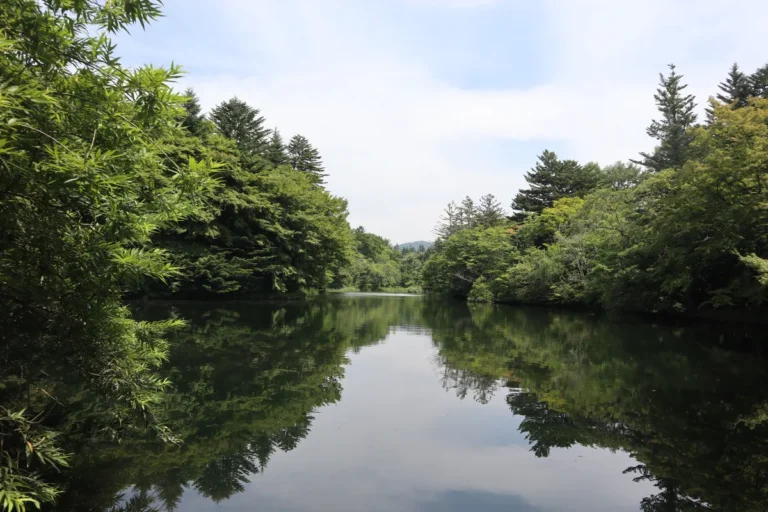 Green trees reflected on the calm water at Kumoba Pond in summer.