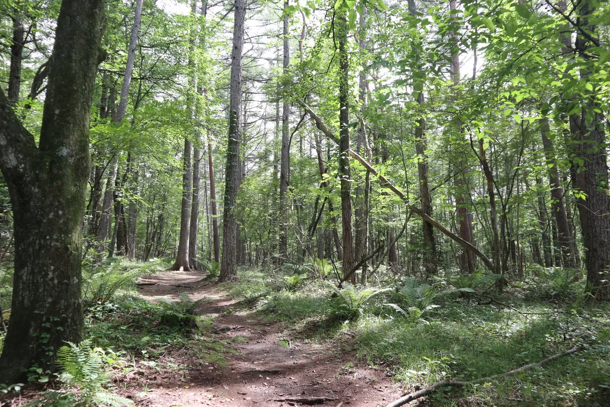 Forest trail near Shiraito Falls in Karuizawa.